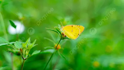 Желтые бабочки в оранжевых оттенках в фокусе