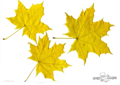 Желтые листья - фото в HD качестве