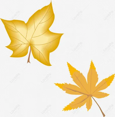 Желтые листья - красивые фотографии