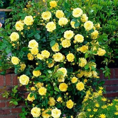 Желтые плетистые розы в высоком разрешении (jpg)