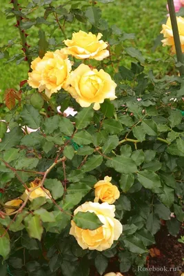 Фото желтых плетистых роз в формате jpg