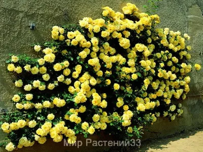 Фотография желтых плетистых роз в ярком свете (webp)