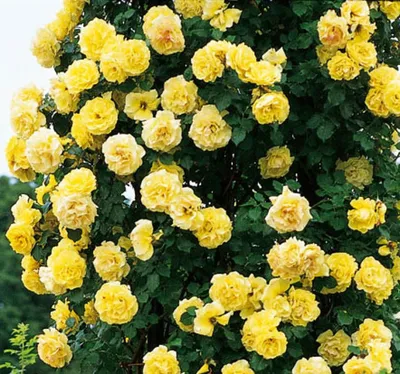 Желтые плетистые розы на черном фоне (png)