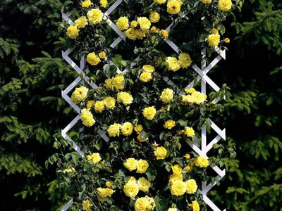 Фотка желтых плетистых роз сочного цвета (jpg)