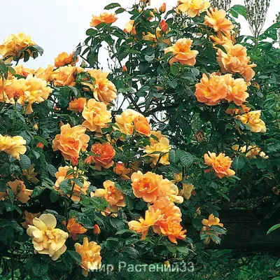 Картинка желтых плетистых роз с капельками росы (webp)