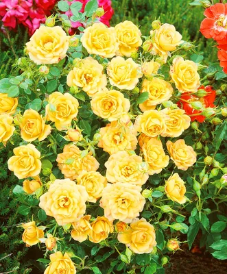 Изображение желтых плетистых роз в солнечном саду (png)