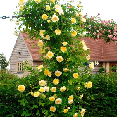 Фото желтых плетистых роз для использования на обои (jpg)