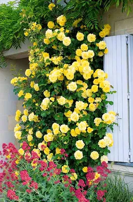Желтые плетистые розы для декора в интерьере (webp)