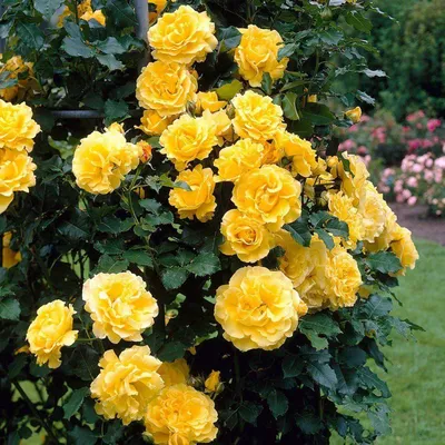 Фотография желтых плетистых роз с эффектом размытия (png)