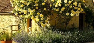 Фотка желтых плетистых роз на заднем фоне поля (jpg)
