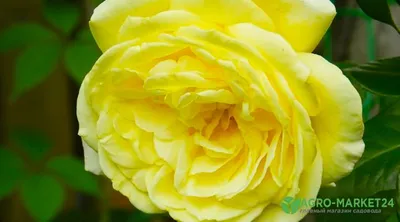 Картинка желтых плетистых роз на фоне голубого неба (webp)