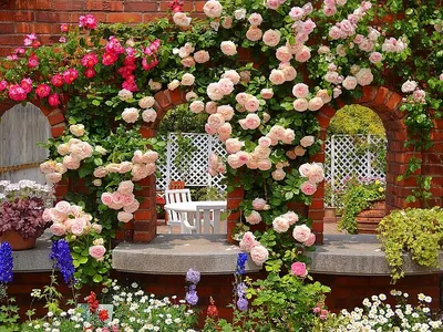 Изображение желтых плетистых роз в саду (png)