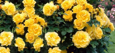 Фото желтых плетистых роз с изящным кружевным краем (jpg)