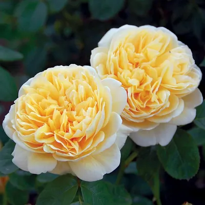 Фотография желтых плетистых роз в макро-плане (png)