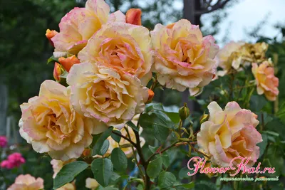 Фотка желтых плетистых роз с ярким зеленым стеблем (jpg)
