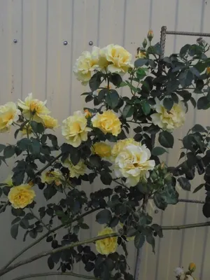 Картинка желтых плетистых роз на фоне красивого пейзажа (webp)