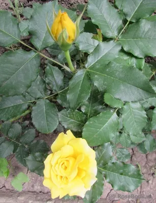 Фото желтых плетистых роз с нежным розовым оттенком (jpg)