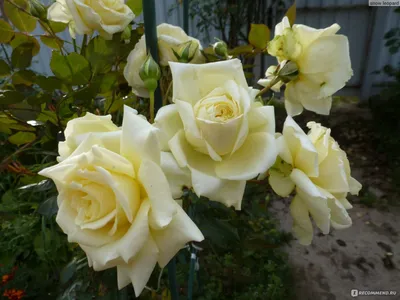 Желтые плетистые розы на фоне белых облаков (webp)