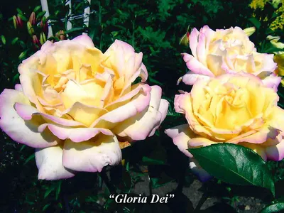 Фотография желтых плетистых роз с роскошным ароматом (png)