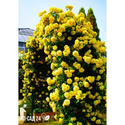 Изображение желтых плетистых роз в формате webp