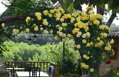 Желтые плетистые розы на фоне шелковой ткани (png)