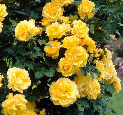 Фотография желтых плетистых роз с древесным фоном (webp)