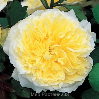 Картинка желтых плетистых роз с лепестками-сердечками (png)