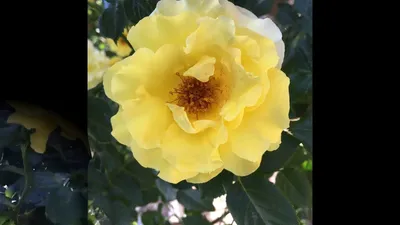 Изображение желтых плетистых роз в утреннем сиянии (webp)
