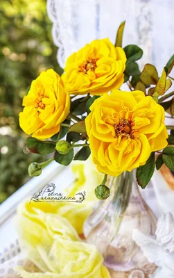 Фото желтых плетистых роз с яркими золотистыми оттенками (jpg)