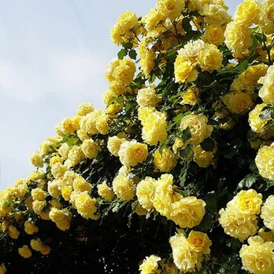Фотография желтых плетистых роз для скачивания (png)