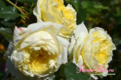 Фотка желтых плетистых роз в классическом стиле (jpg)