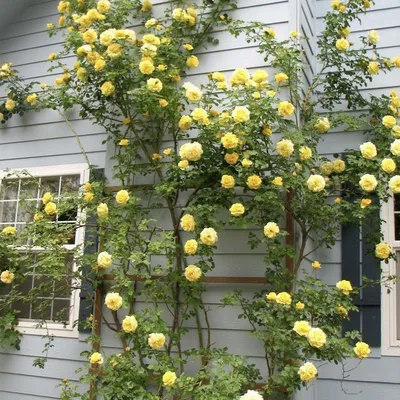 Желтые плетистые розы в формате webp в хорошем качестве