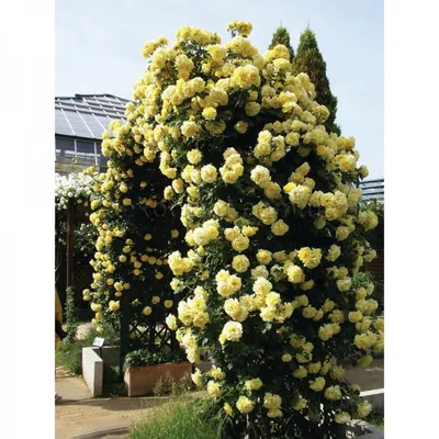 Фотка желтых плетистых роз в высоком разрешении (jpg)