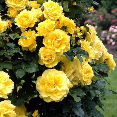 Картинка желтых плетистых роз для использования (webp)