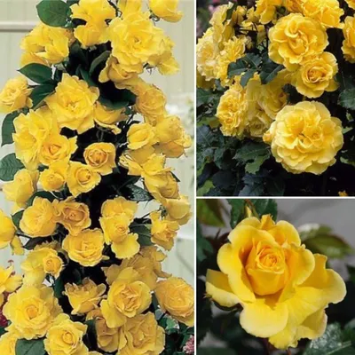 Фото желтых плетистых роз для дизайна (png)