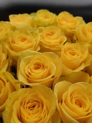 Картинка желтых роз на скачивание в png формате