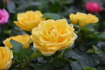 Фото желтых роз в большом разрешении