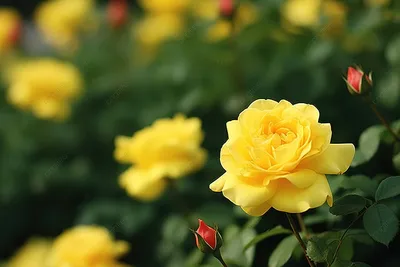 Желтые розы: выберите формат и размер изображения