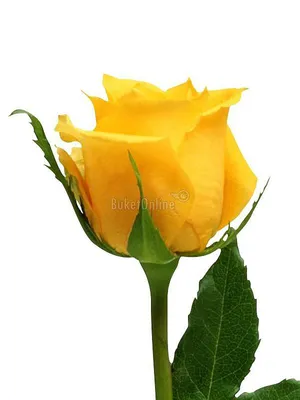 Желтые розы: выберите размер изображения