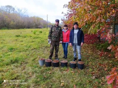 Фото желудей в формате jpg