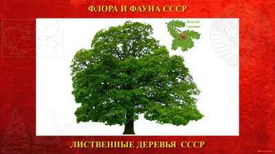 Величественное Желудевое дерево: символ силы и долголетия