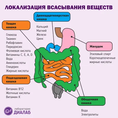 ЖКТ в фокусе: Фотографии для изучения анатомии человека