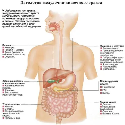 Визуализация ЖКТ: Фото органов пищеварения в высоком качестве