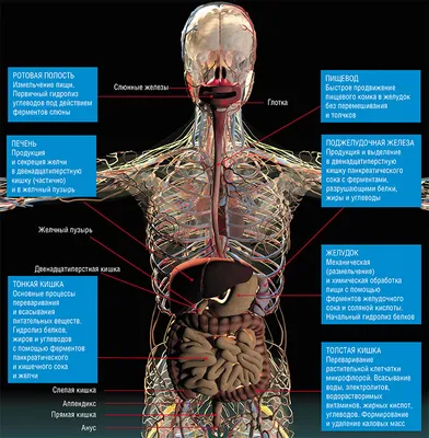 Загадочный мир: Изображения ЖКТ человека для изучения