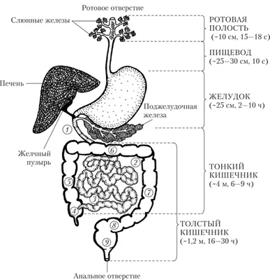 Фото ЖКТ: Увлекательное путешествие по органам пищеварения человека