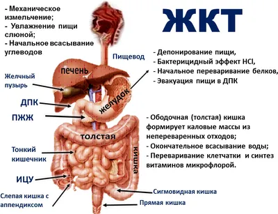 Подробное изучение: Фото ЖКТ с возможностью скачивания в разных форматах