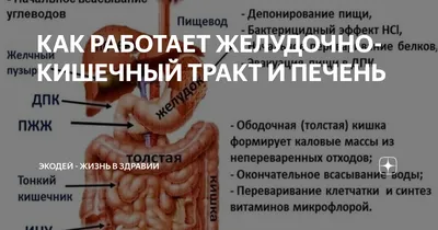 Оглядываясь внутрь: Фотографии ЖКТ для любознательных