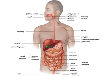 ЖКТ в крупном плане: Изображения органов пищеварения человека