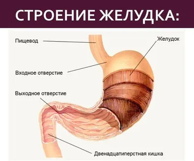 24. Форматы по желанию: Изображения желудка в различных форматах