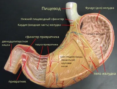 31. Исследование органов: Фото желудка с разными эффектами